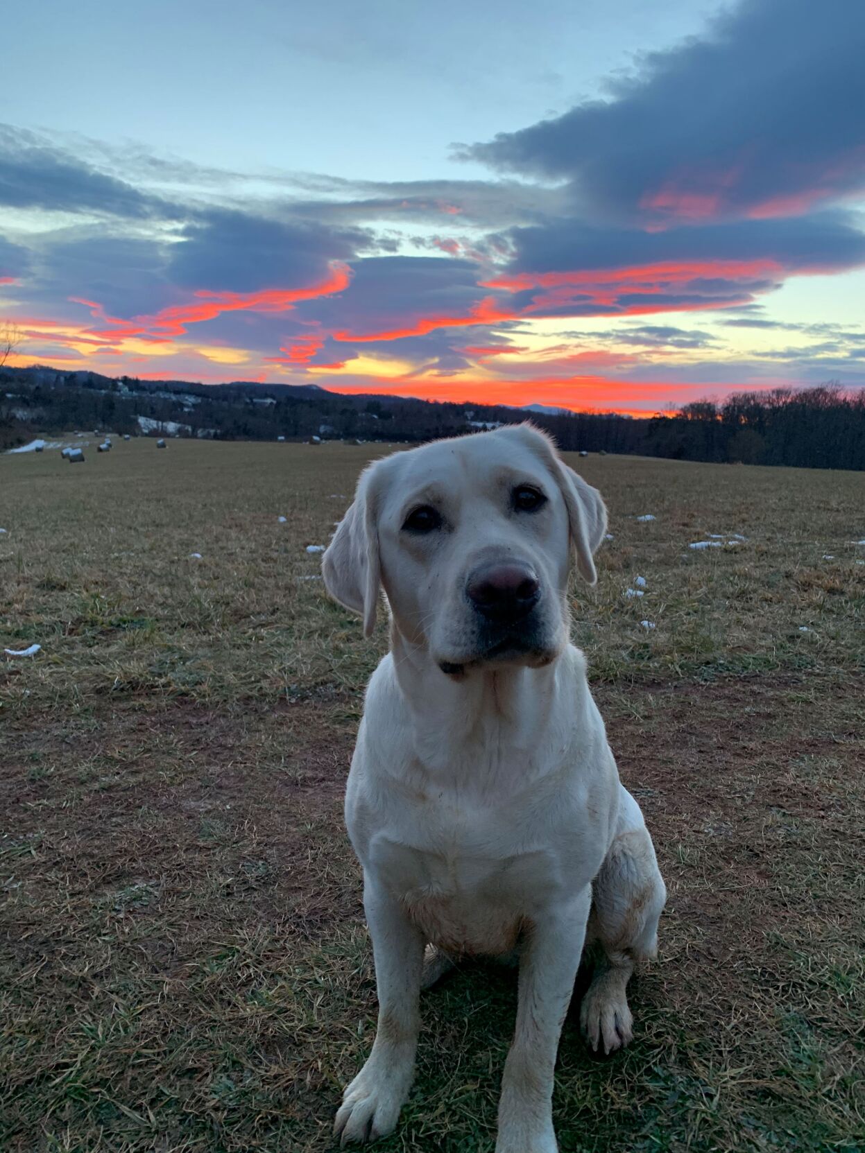 Muddy Dog; Muddy Sky